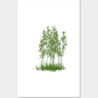 Bamboo tree realistic Posters and Art